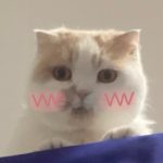 原之念的头像-上海中学芳文社